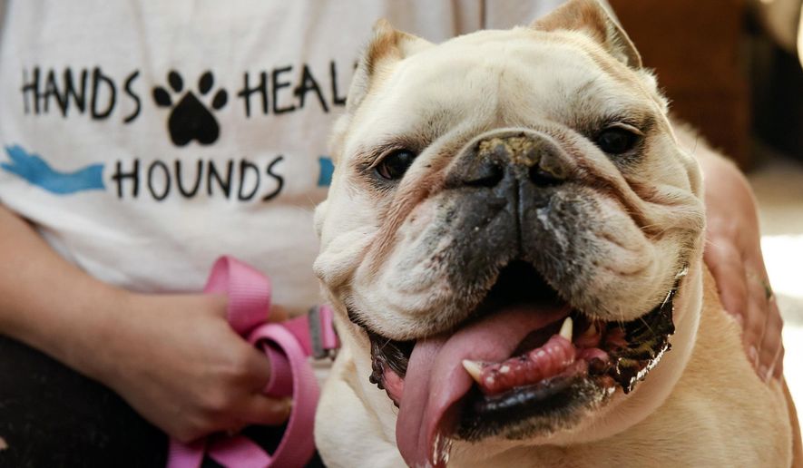 Certified massage therapist Becky Stawarski, of Hands Healing Hounds, massages Daisy's neck to help her breathing Thursday, Oct. 6, 2016, at her home in St. Cloud, Minn. (Jason Wachter, St. Cloud Times via AP)