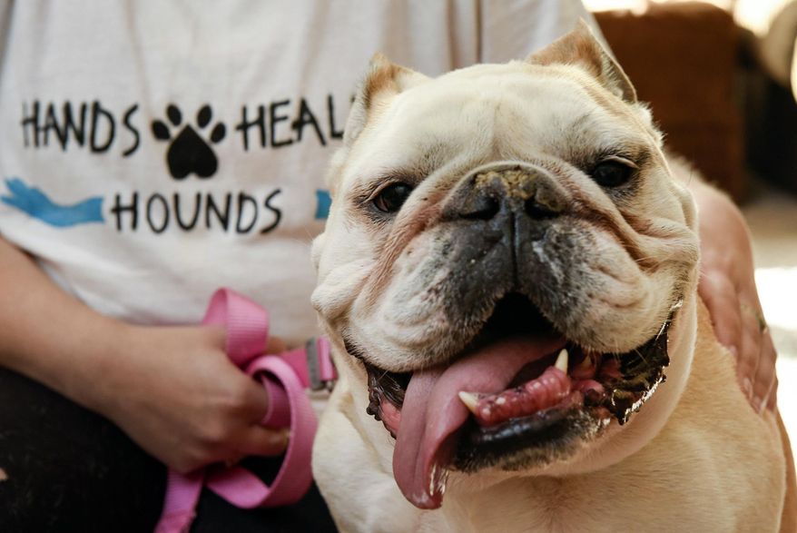 Certified massage therapist Becky Stawarski, of Hands Healing Hounds, massages Daisy's neck to help her breathing Thursday, Oct. 6, 2016, at her home in St. Cloud, Minn. (Jason Wachter, St. Cloud Times via AP)