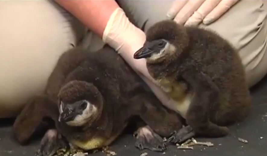 In this image made from video recorded Wednesday, Oct. 12, 2016, the Lehigh Valley Zoo introduces two 3-week-old African penguin chicks that were the first ever born at the Schnecksville, Pa., preserve. (Zane Shupp/WFMZ-TV via AP)