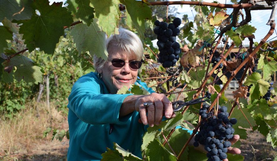 Pam Freed, co-owner of Freed Estate Winery with husband Mike Freed clips a bunch of Tempranillo grapes at the Winston, Ore. winery on Thursday Sept. 29, 2016. The Freeds planted their first grapes in 2000, and all Freed Estate wines are made from grapes grown on their own vineyard. (Emily Hoard/The News-Review via AP)