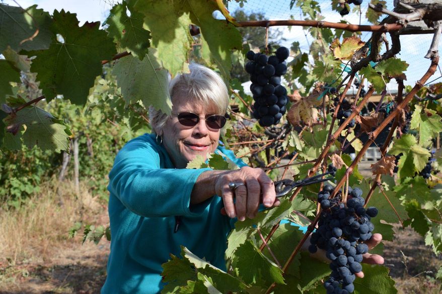 Pam Freed, co-owner of Freed Estate Winery with husband Mike Freed clips a bunch of Tempranillo grapes at the Winston, Ore. winery on Thursday Sept. 29, 2016. The Freeds planted their first grapes in 2000, and all Freed Estate wines are made from grapes grown on their own vineyard. (Emily Hoard/The News-Review via AP)