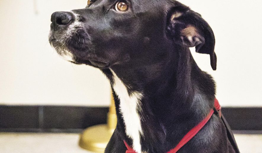 In this Sept. 28, 2016 photo, Lacy, the newest member of the Rock Falls Police Department poses in her new home at police headquarters in Rock Falls, Ill. The department received Lacy from Happy Tails Animal Shelter on September 1 2016. The department’s live-in comfort dog has since lightened to mood at the department and brings a smile to everyone she meets. (Michael Krabbenhoeft/Sauk Valley Media via AP)