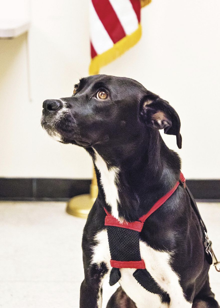 In this Sept. 28, 2016 photo, Lacy, the newest member of the Rock Falls Police Department poses in her new home at police headquarters in Rock Falls, Ill. The department received Lacy from Happy Tails Animal Shelter on September 1 2016. The department’s live-in comfort dog has since lightened to mood at the department and brings a smile to everyone she meets. (Michael Krabbenhoeft/Sauk Valley Media via AP)