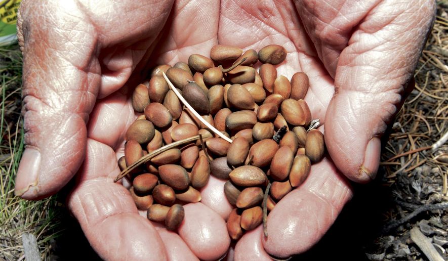 In this Friday, Oct. 7, 2016 photo, Joyce Sandoval,of Santa Fe, N.M., holds pinion nuts she harvested in Pecos, N.M. Sandoval has harvested pinion nuts for decades and says it therapeutic and relaxing. (Clyde Mueller/Santa Fe New Mexican via AP)