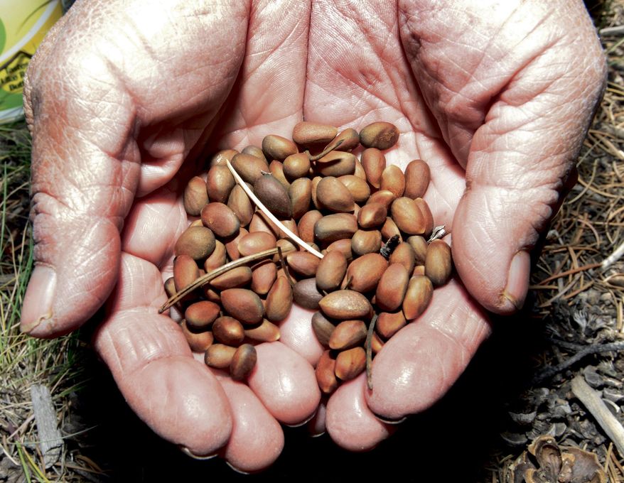 In this Friday, Oct. 7, 2016 photo, Joyce Sandoval,of Santa Fe, N.M., holds pinion nuts she harvested in Pecos, N.M. Sandoval has harvested pinion nuts for decades and says it therapeutic and relaxing. (Clyde Mueller/Santa Fe New Mexican via AP)