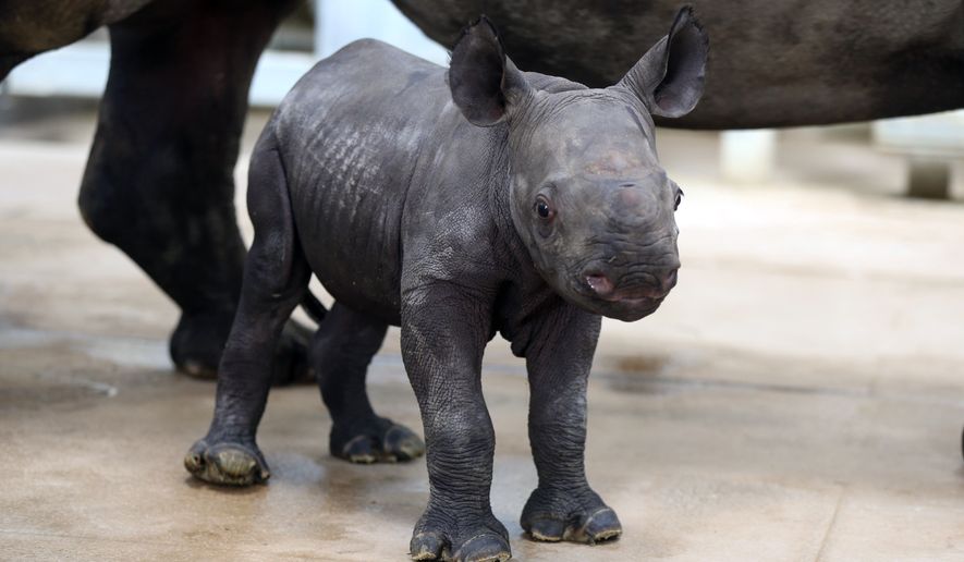 An unnamed, newborn eastern black rhino walks around with it's mother, Ayana, Monday Oct. 17, 2016, at the Blank Park Zoo in Des Moines, Iowa. The endangered eastern black rhino mother gave birth to the female, 80-pound calf on Oct. 11, and is likely the first endangered rhino born in the state of Iowa, according zoo officials. “This is an extremely significant event — not only in Blank Park Zoo’s 50 year history, but also for this critically endangered animal species,” zoo CEO Mark Vukovich said. (Rodney White/The Des Moines Register via AP)