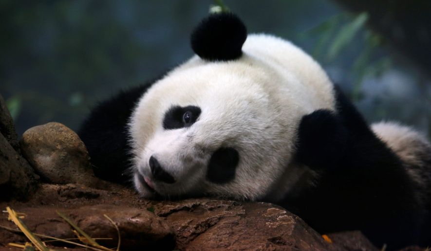 Bao Bao will leave the Smithsonian&#x27;s National Zoo, where she has been charming visitors since her birth on Aug. 23, 2013. As one of fewer than 2,000 giant pandas in the world, she will enter a breeding program in China. (Associated Press)