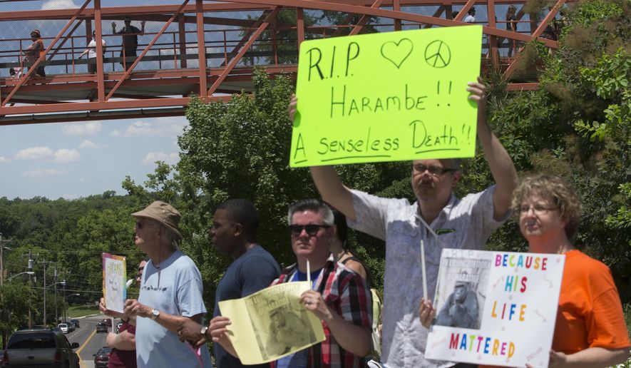 FILE - In This May 30, 2016 file photo, zoo visitors look at protestors and mourners from a walk bridge during a vigil for the gorilla Harambe outside the Cincinnati Zoo & Botanical Garden, in Cincinnati. The Cincinnati Zoo has rejoined Twitter after a two-month hiatus that was sparked by outrage over the May shooting death of Harambe, the zoo's 17-year-old gorilla. The Cincinnati Enquirer reports the zoo deactivated its account on the popular social media platform on Aug. 21 and resumed tweeting @CincinnatiZoo on Tuesday, Oct. 18, 2016.. (AP Photo/John Minchillo, File)
