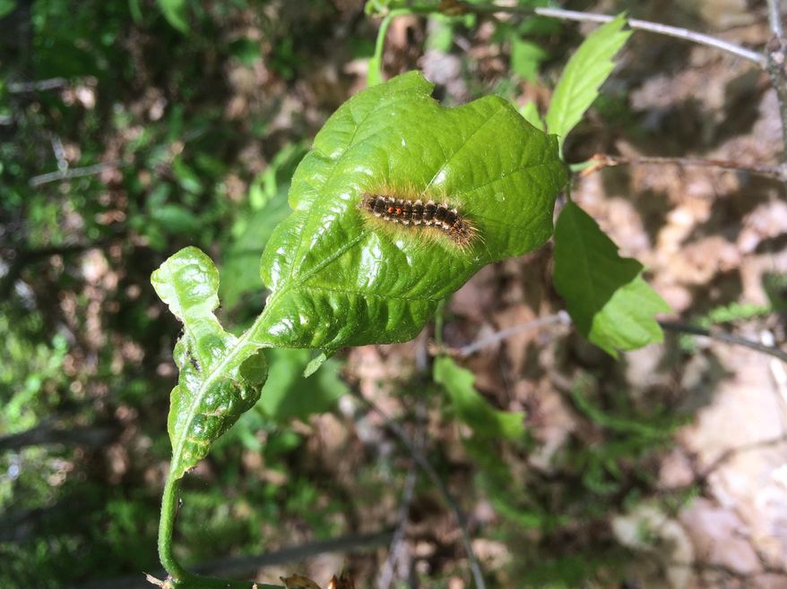 In a May 2016 photo provided by the Maine Forest Service, browntail caterpillars feed in Maine. The caterpillars’ hairs can cause a painful rash in humans. State scientists say it’s difficult to control the spread of the bugs, which has been aided by dry weather. (Maine Forest Servic ACFvia AP)