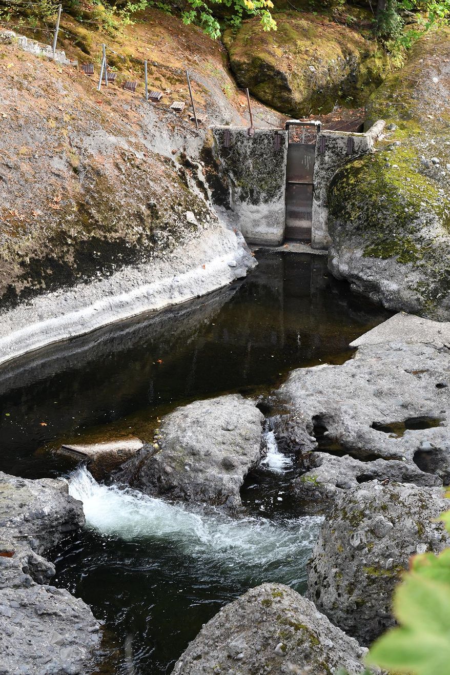 ADVANCE FOR WEEKEND EDITIONS, OCT. 22-23, 2016 - In this Friday, Sept. 30, 2016, hatchery-bred steelhead have found ways to bypass this trap at Valsetz Falls, getting into a part of the Siletz River that is managed as a sanctuary for wild fish, in Ore. (Anibal Ortiz/The Corvallis Gazette-Times via AP)