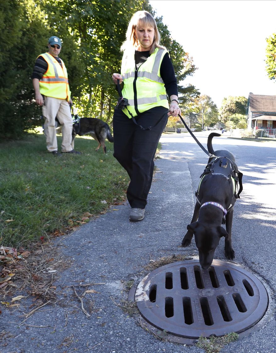 In this Tuesday, Oct. 11, 2016, photo, Remi, a dog trained to sniff out sources of water pollution, with handler Karen Reynolds, sniffs a stormwater drain pipe in South Portland, Maine. Many communities across the country are saving time and money by using dogs to find sources of pollution instead of gathering samples to be sent to laboratories for testing. (AP Photo/Robert F. Bukaty)