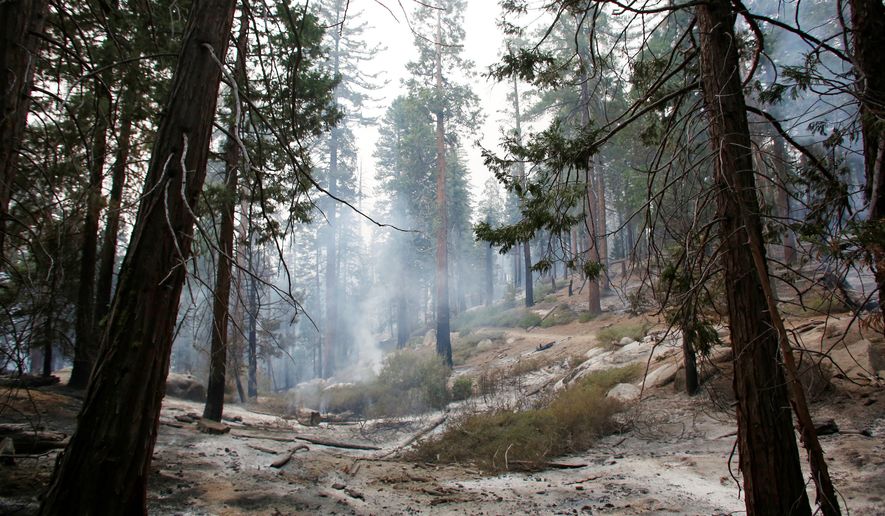 Trees in the Sequoia National Forest in California were charred along the path of a 29,000-acre blaze caused by an illegal immigrant with a long criminal record. (Associated Press)