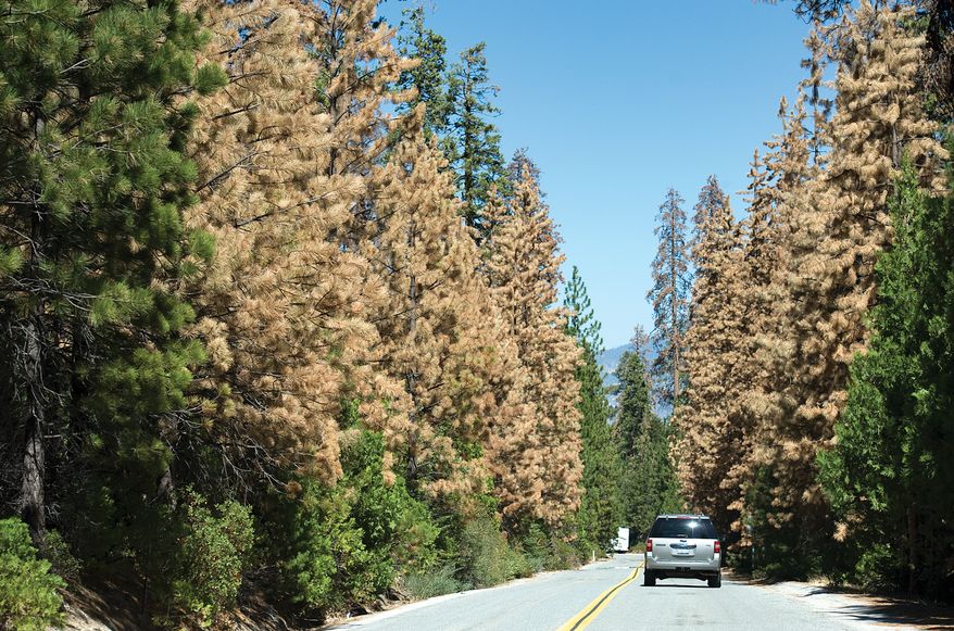Trees in the Sequoia National Forest in California were charred along the path of a 29,000-acre blaze caused by an illegal immigrant with a long criminal record. (Associated Press)
