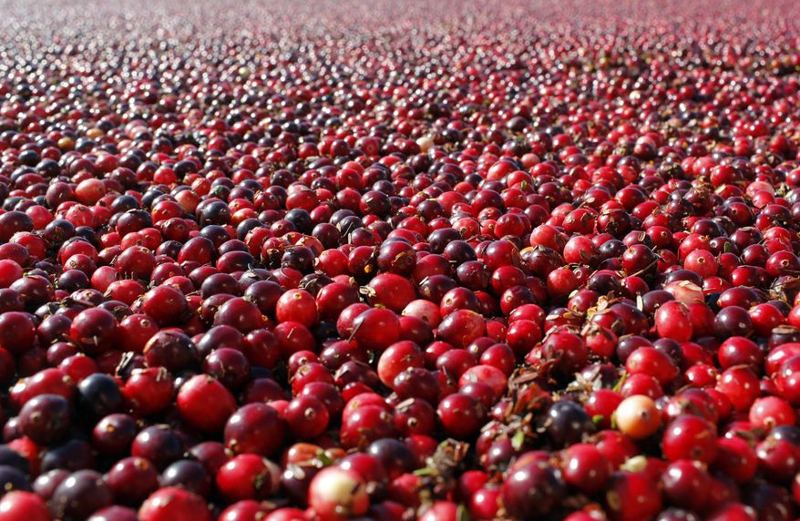 FILE - This Thursday Oct. 11, 2012 photo shows cranberries in a field in South Haven, Mich. In a study published Thursday, Oct. 27, 2016 in the Journal of the American Medical Association, cranberry capsules didn't prevent or cure urinary infections in nursing home residents. The research adds to decades of conflicting evidence on whether cranberries in any form can prevent extremely common bacterial infections. (Mark Bugnaski/Kalamazoo Gazette - MLive Media Group via AP)