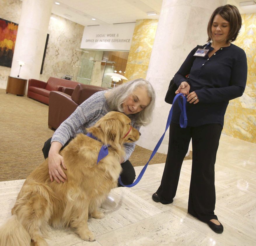 In this Thursday, Sept. 22, 2016 photo, Denise Krivach plays with Alta, a golden retriever with the Caring Canine program in Rochester, Minn. Denise who was visiting the Mayo Clinic for treatment, says Caring Canines has "given me my life back." She's back on her feet and in a much better state of mind, and she credits Alta for her recovery. Owner Jessica Smidt works in the Integrated Medicine department at the hospital. (Scott Jacobson/The Rochester Post-Bulletin via AP)