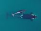 puget_sound_orcas.jpeg