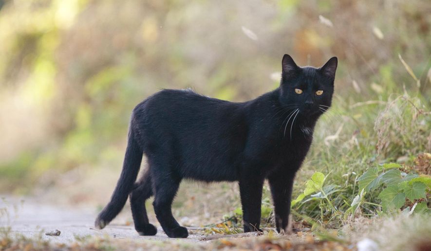 A stray cat roams the sidewalk on Oct. 18, 2016, in Burlinton, Iowa. Recently, two women have taken steps to organize a group to tackle head-on a rampant feral cat population in Burlington and Des Moines County. (Ben Roberts /The Hawk Eye via AP) ** FILE **