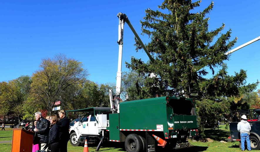 In this Monday, Oct. 31, 2016 photo, Andrew Wolf, City of New Haven director of arts, culture and tourism, speaks during the "Christmas on Halloween" celebration in New Haven, Conn. The first choice for the holiday tree was too dried out from a lingering drought, so city officials instead culled this well-watered, 65-foot spruce from a local golf course. (Peter Hvizdak/New Haven Register via AP)
