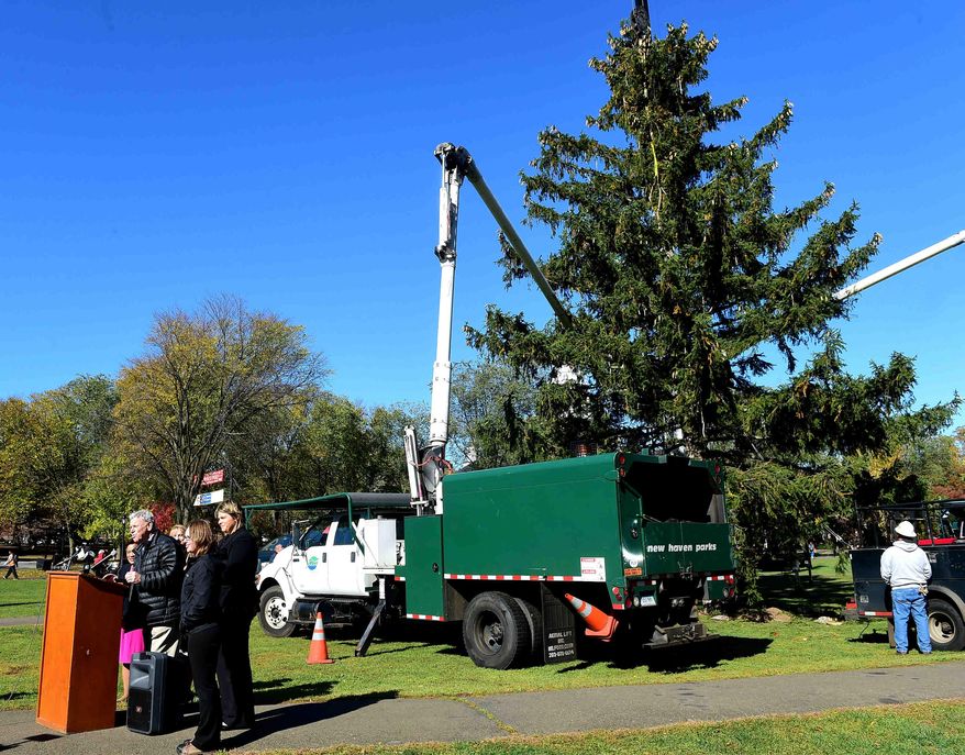 In this Monday, Oct. 31, 2016 photo, Andrew Wolf, City of New Haven director of arts, culture and tourism, speaks during the "Christmas on Halloween" celebration in New Haven, Conn. The first choice for the holiday tree was too dried out from a lingering drought, so city officials instead culled this well-watered, 65-foot spruce from a local golf course. (Peter Hvizdak/New Haven Register via AP)
