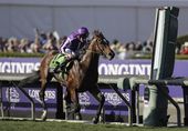 breeders_cup_turf_horse_racing.jpeg