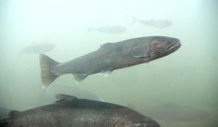 In this photo taken Oct. 19, 2016, a chinook salmon, below, and a steelhead, above, move through the fish ladder at the Lower Granite Dam on the Snake River in Washington state. There is a renewed push to remove the Lower Granite and three other dams on the Snake River to save wild salmon runs. (Jesse Tinsley/The Spokesman-Review via AP)