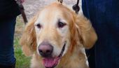 Pedigree dog YouTube.jpg