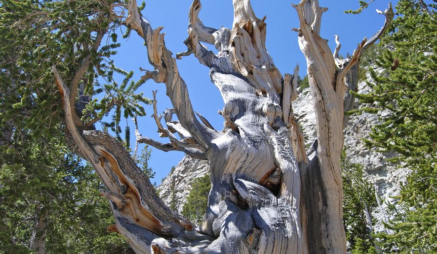ADVANCE FOR WEEKEND EDITIONS, NOV. 13-14 - This Oct. 27, 2016 photo, shows a Bristlecone pines under Nevad's Wheeler Peak in Great Basin National Park, Nev. The bristlecone pine is not only the world’s longest-lived organism, but it is also virtually immune to the pine beetle attacks that are decimating conifer forests around the West, according to new research from Utah State University and the U.S. Forest Service. (Brian Maffly/The Salt Lake Tribune via AP)
