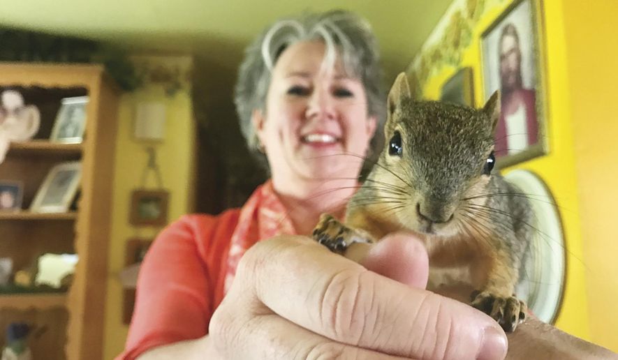In this undated photo, Kristie Wolff holds Thor, a red squirrel she rescued. Wolff, a third-grade teacher at Washington Elementary School in Pocatello, rescued a baby American red squirrel back in August. She nurtured the little fella back to health, and it stuck around. (Josh Friesen/The Idaho State Journal via AP)