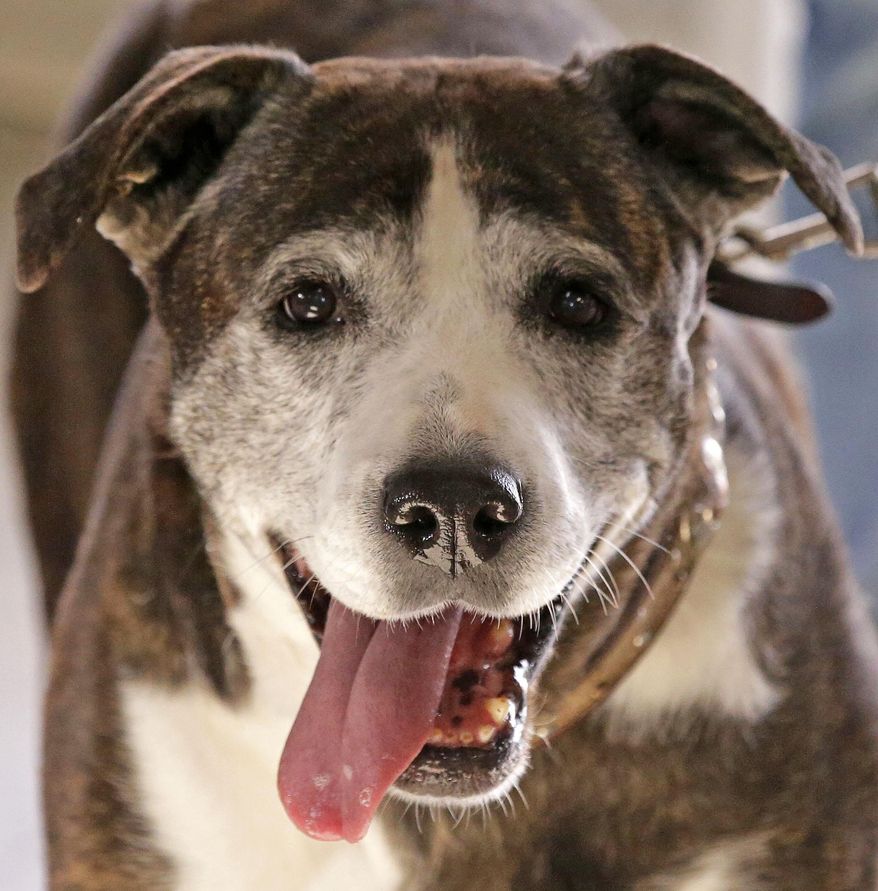 In this Saturday, Nov. 19, 2016 photo, Gemma is pictured as the CK-9 Club holds an open house to welcome dogs and their owners for a social afternoon in Neenah, Wis. (Ron Page/The Green Bay Press-Gazette via AP)