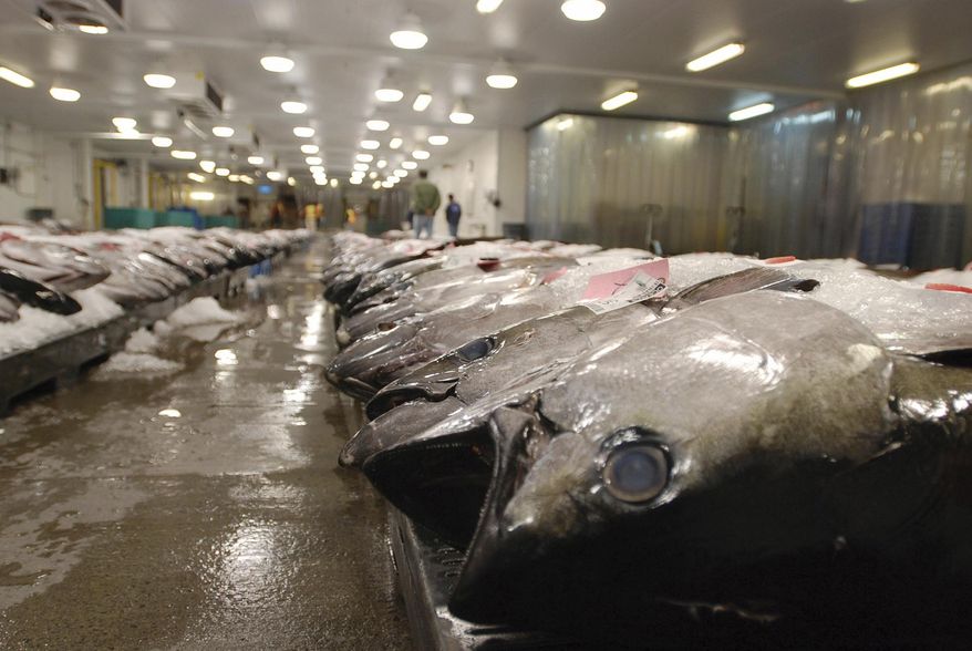FILE - In this March 23, 2016 file photo, tuna caught by foreign fishermen aboard American boats are lined up at the Honolulu Fish Auction at Pier 38 in Honolulu. Experts and advocates are urging Congress to improve conditions for hundreds of foreign fishermen working in Hawaii's commercial fleet, following an Associated Press investigation that found the men have been confined to vessels for years without basic labor protections. (AP Photo/Caleb Jones, File)