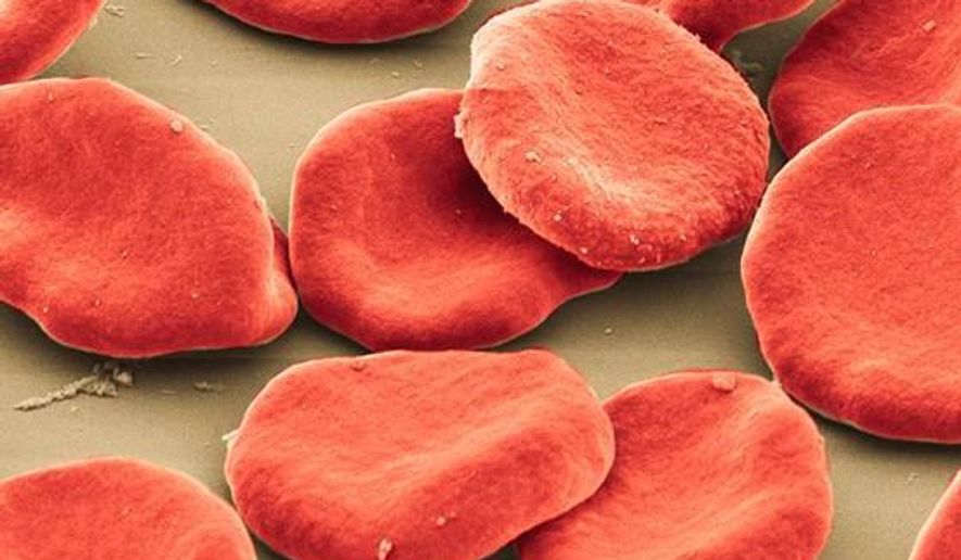 This photo provided by the University of Pittsburgh, Center for Biologic Imaging shows colorized scanning electron micrograph of red blood cells found in humans. (University of Pittsburgh, Center for Biologic Imaging via AP) ** FILE **