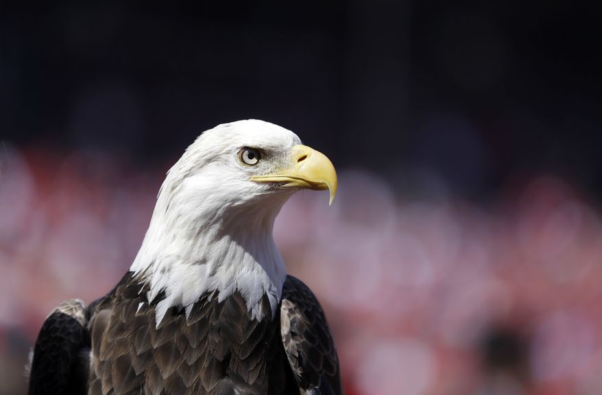 In this photo taken April 11, 2016, a bald eagle is seen before the start of a baseball game between the St. Louis Cardinals and the Milwaukee Brewers in St. Louis. The Obama administration on Wednesday, Dec. 14, 2016, finalized a that lets wind-energy companies operate high-speed turbines for up to 30 years, even if means killing or injuring thousands of federally protected bald and golden eagles. (AP Photo/Jeff Roberson)