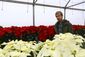 exchange-poinsettia_growers_98162.jpg