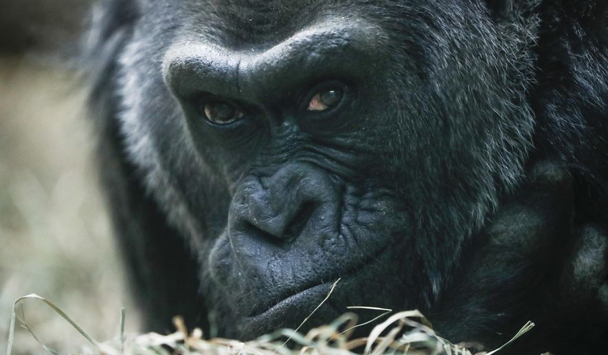 FILE - In this Dec. 15, 2016 file photo, Colo, a western lowland gorilla, rests in her enclosure at the Columbus Zoo, in Columbus, Ohio. Colo, the very first born and oldest surviving gorilla in captivity will celebrate her 60th birthday on Thursday, Dec. 22. (AP Photo/John Minchillo,File)