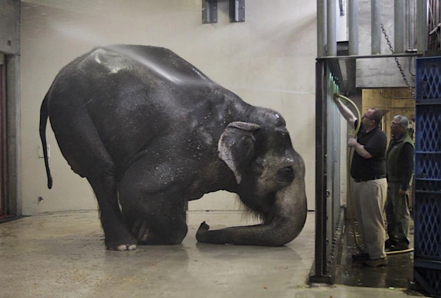 FILE -In this March 27, 2012 file photo, Packy, an Asian elephant, is sprayed with water at the Oregon Zoo, in Portland. Packy at 54 is the oldest male of his species in North America. The zoo says Packy, born in 1962, became the first elephant to be born in the Western Hemisphere in 44 years. (Randy L. Rasmussen/The Oregonian via AP, File)