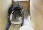 new_zealand_cat_smuggler_15684.jpg
