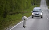 finland_reindeer_app_56001.jpg