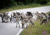 finland_reindeer_app_78953.jpg