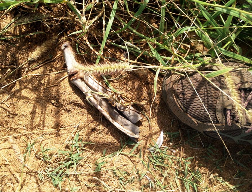 This Dec. 29, 2015 photo provided by the Hawaii Department of Land and Natural Resources show the severed leg of an albatross at Kaena Point Natural Area Reserve on the westernmost point of Oahu in Hawaii. Christian Gutierrez, a 19-year-old college student accused of killing the seabirds, pleaded not guilty to animal cruelty and other charges in a Honolulu courtroom Tuesday, Dec. 27, 2016. (Marigold Zoll/Hawaii Department of Land and Natural Resources via AP)
