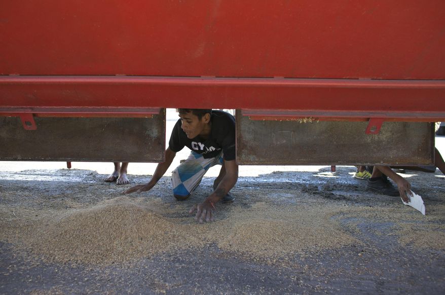 In this Nov. 14, 2016 photo, a young man collects rice that fell from a cargo truck waiting to enter the port and refill in Puerto Cabello, Venezuela, the port that handles the majority of Venezuela's food imports. At the ports, food sometimes rots even as 90 percent of Venezuelans say they can't afford enough to eat. (AP Photo/Ariana Cubillos)