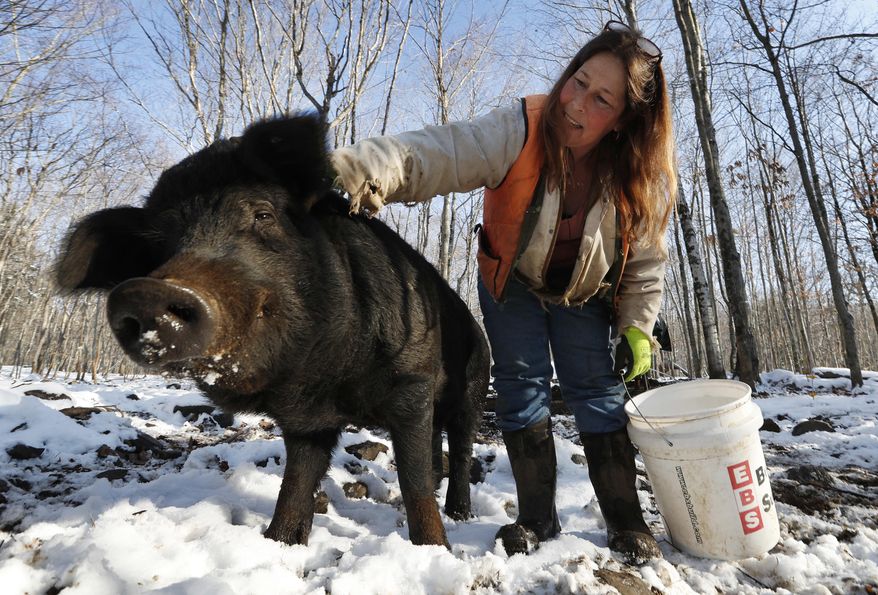 In this Thursday, Dec. 8, 2016, photo Susan Frank pets one of her mulefoot pigs at Dogpatch Farm in Washington, Maine. The American mulefoot hog was once the rarest of all U.S. livestock breeds, and they’re still listed as critically rare by the Livestock Conservancy. Frank accounts for about a dozen of the pigs. (AP Photo/Robert F. Bukaty)