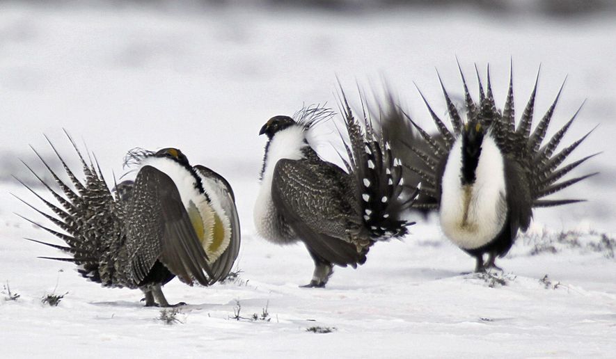 FILE - In this April 20, 2013 file photo, male greater sage grouse perform mating rituals for a female grouse, not pictured, on a lake outside Walden, Colo. The Obama administration will release five possible plans Thursday, Dec. 29, 2016, for limiting mining on federal land in the West to protect the vulnerable greater sage grouse, but it isn’t saying which it prefers. (AP Photo/David Zalubowski, File)