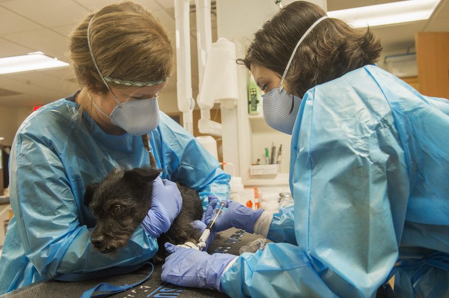 ADVANCE FOR USE SUNDAY, JAN, 1, 2017 AND THEREAFTER - In this Nov. 29, 2016 photo, veterinary technician Leah Richardson, left, cradles and comforts Wolfgang, an eight-year-old terrier mix, as certified veterinary technician Kelly Lewis injects chemotherapy drugs through a catheter in Wolfgang's leg in a treatment for transitional cell carcinoma at the Peoria Area Veterinary Cancer Clinic in Peoria,Ill. The establishment of the first pet cancer clinic in the city, brought to town not only a new service, but also convenience and practicality to pet lovers. (Daivd Zalznik/Journal Star via AP)