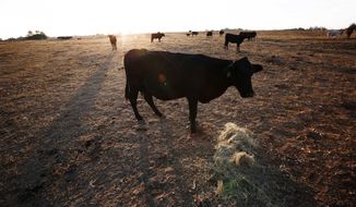 FILE - In this Oct. 26, 2016, file photo, one of the remaining cows on Alabama farmer David Bailey&#39;s farm, walks towards a pile of hay to be fed, surrounded by dirt where ankle deep green grass use to be, acceding to Bailey, in Dawson, Ala. (AP Photo/Brynn Anderson, File)
