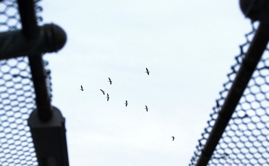A small flock of pelicans travel south, viewed from the Pioneer Park footbridge, as a light, warm rain falls Friday morning, Dec. 30, 2016 in Anaheim. California's wet December is drawing to a close with even more rain and snow in a welcome respite amid years of drought. A warm low-pressure storm system brought showers to Southern California starting early Friday and slowly moved east through the day as a cold weather system dropped down toward the state from the north. (Ken Steinhardt/The Orange County Register via AP)