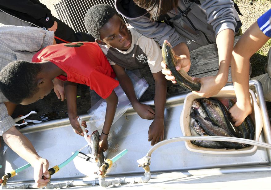 In this Sept. 10, 2016, photo, Justin Mbelechi, a 13-year-old refugee from Africa, center, watches as his fellow Boy Scouts gut fish that were caught at a pond near Idaho Springs, Colo. The troop he joined is not like many others in the United States. It's made up almost entirely of refugees. The catch would later be used to make fish head stew. (AP Photo/Thomas Peipert)