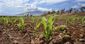 pesticide_control_40329.jpg