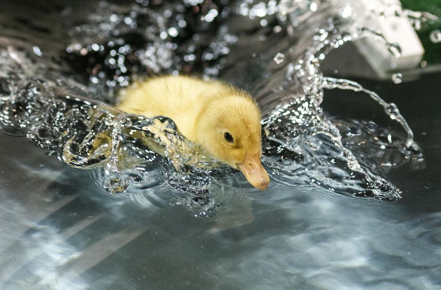 A duck is sent down the duck slide at the 101st Pennsylvania Farm Show in Harrisburg, Thursday, Jan. 5, 2017. The display, and poultry exhibitors, are back this year after being absent from last year's farm show to prevent the spread of avian influenza. The Farm Show opens Saturday, Jan. 7. (Dan Gleiter/PennLive.com via AP, Pool)