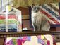 exchange_quilt_store_cat_21007.jpg