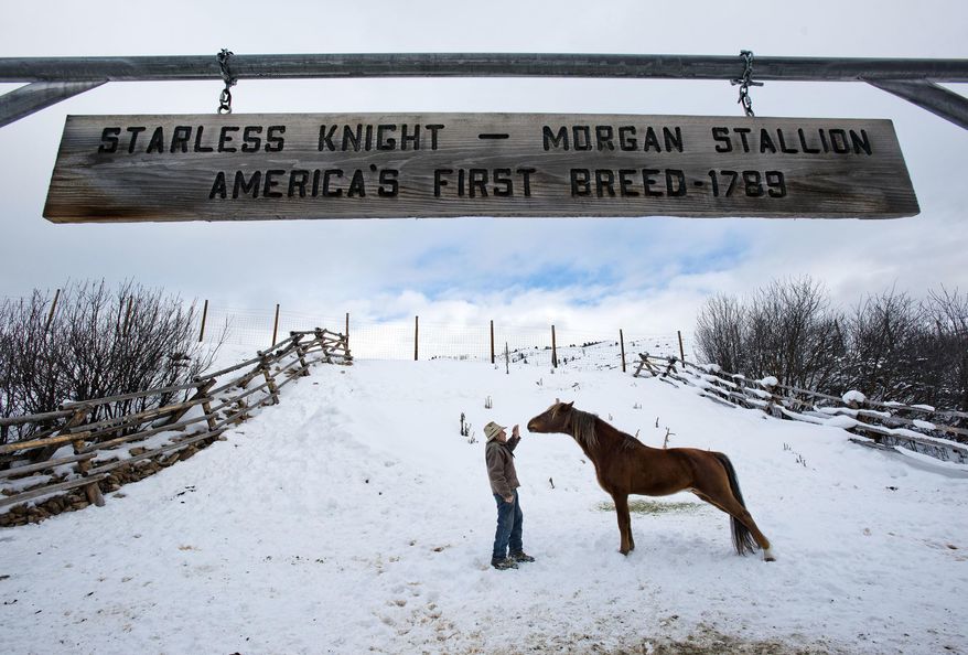 In this Feb. 5, 2016 photo, Gap Pucci feeds a treat to one of his two stallions, Cimmaron, son of Starless Knight at his home near Hoback, Wyo. There's no truer fan of the Morgan breed than Pucci, whose final book of memoirs includes many horse stories from his four decades as an outfitter. (Bradly J. Boner /Jackson Hole News & Guide via AP)